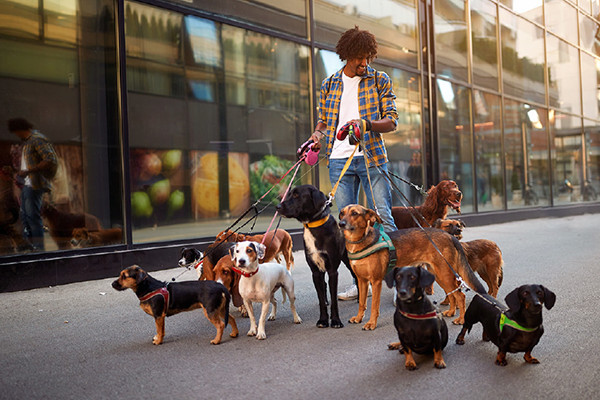 A dog-walker with 10 dogs on leads