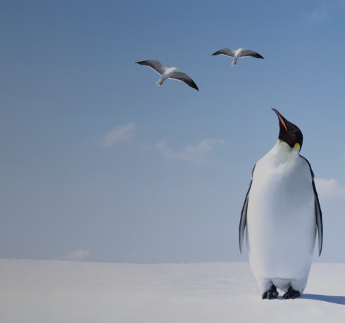 A penguin on snow looking up at three seagulls, with the American Family Insurance logo in the bottom right hand corner