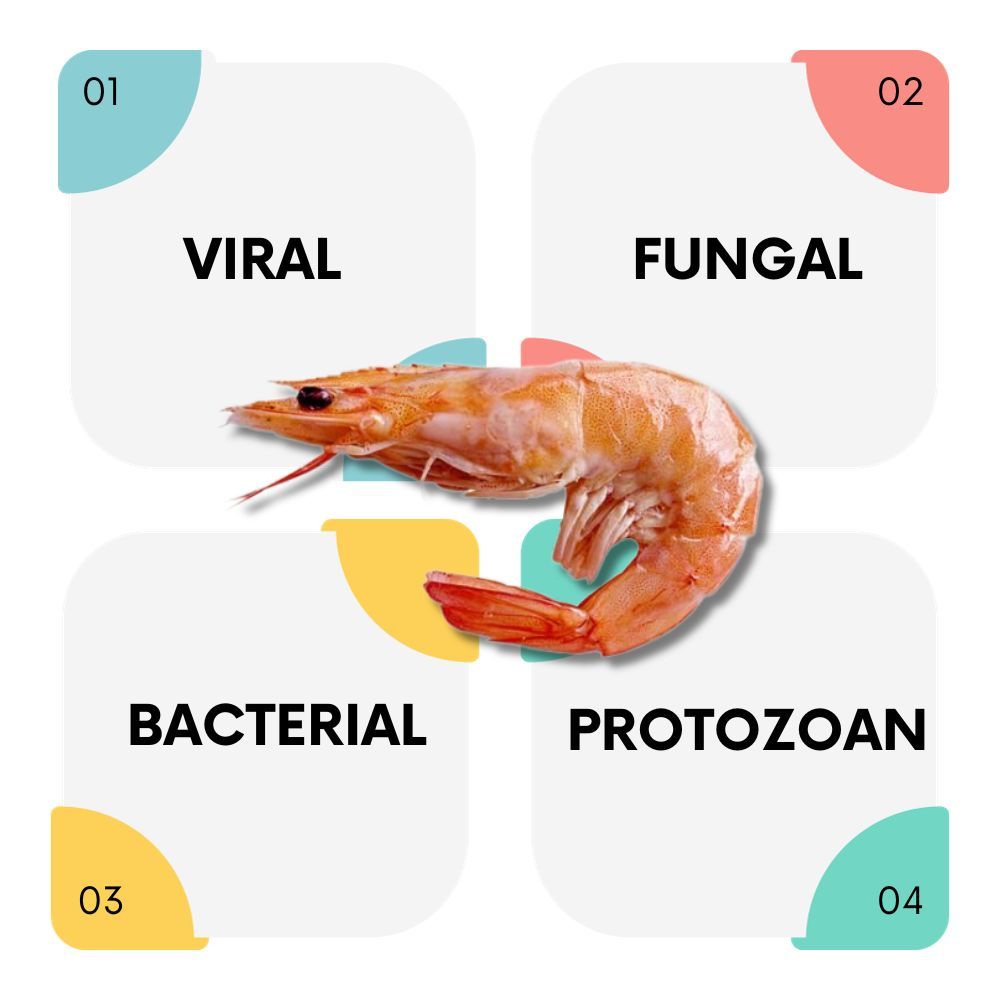 Diseases Threatening Shrimp Farm