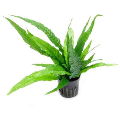 Java Fern
