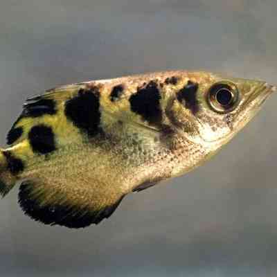 Archer-fish
