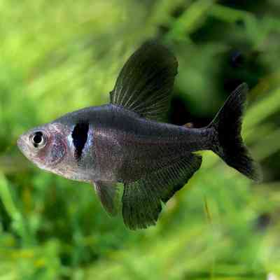 Black-phantom-tetra