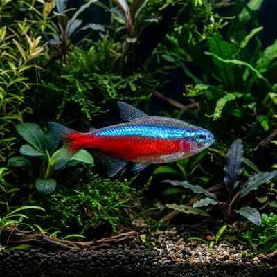 Cardinal Tetra 2