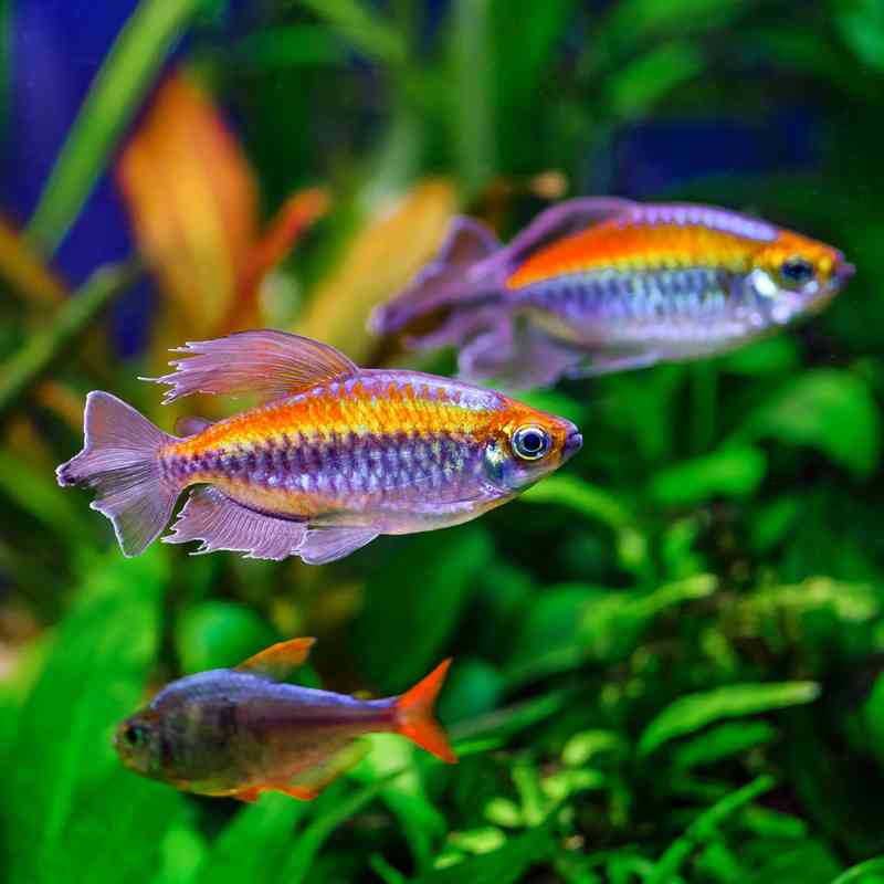 CongoTetra