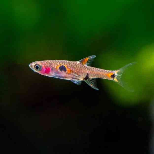 Dwarf-Maculatus-Rasbora-10-01_1200x1200