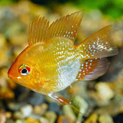 Gold-Balloon-Ram