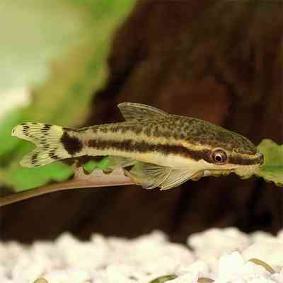 Otocinclus-Fish-Single-1500x1500