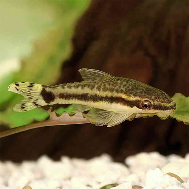 Otocinclus-Fish-Single-1500x1500