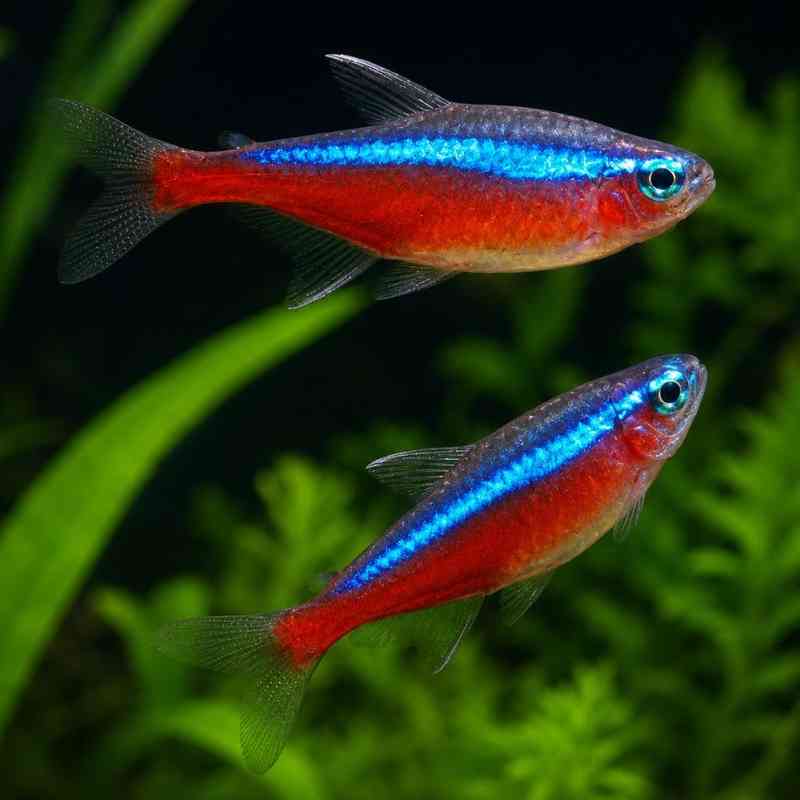Cardinal Tetra 3