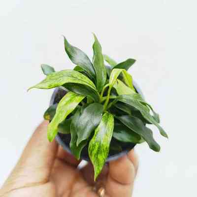 Anubias Dragon Claw