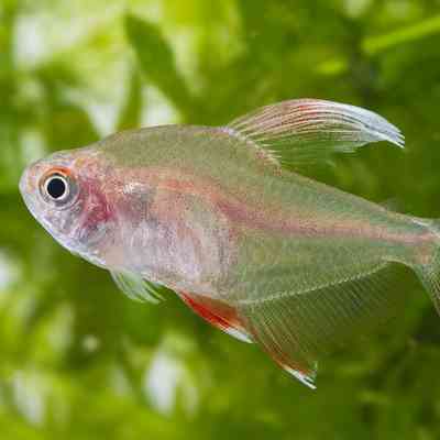 WhiteFinnedRosyTetra