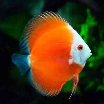 images (13)
