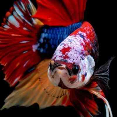 Neno Candy Betta