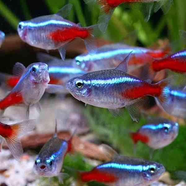 neon-tetra_b2d4e48c-39b0-42c7-9480-2f594b1cee8d