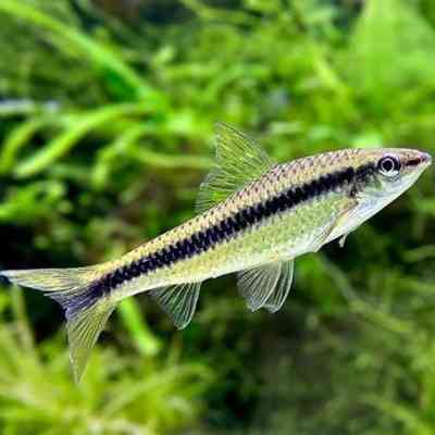 siamese_algae_eater