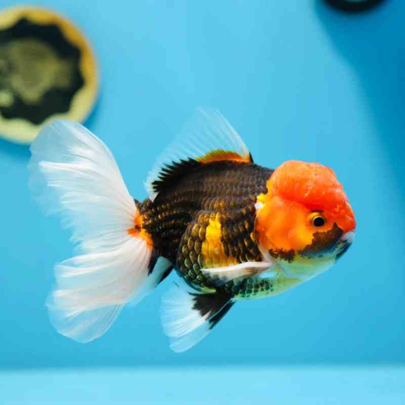 tricolor-panda-oranda