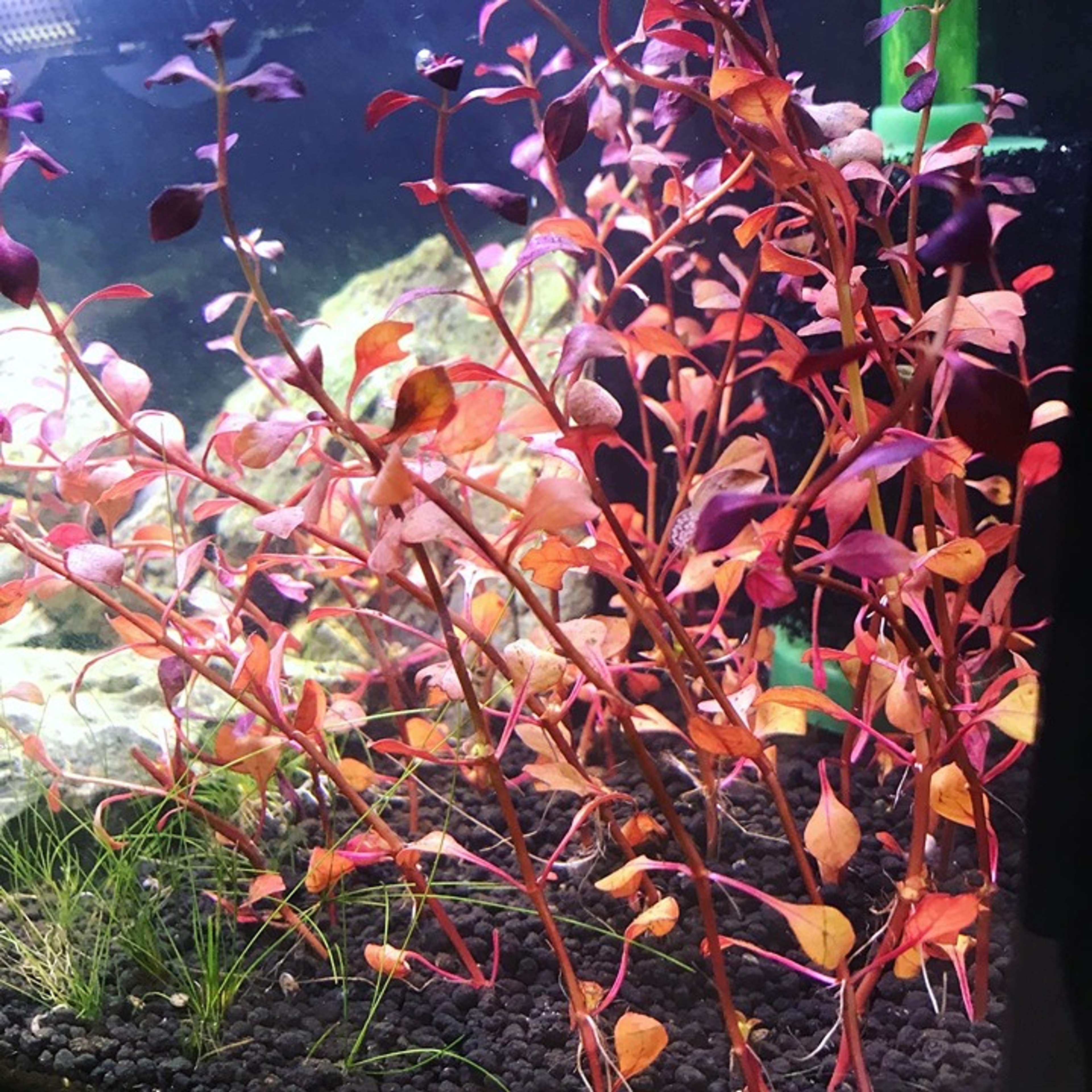 Betta 5-Gallon Aquascape