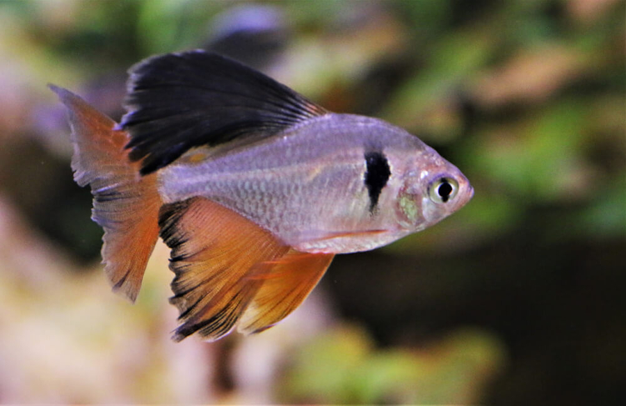 red minor tetra