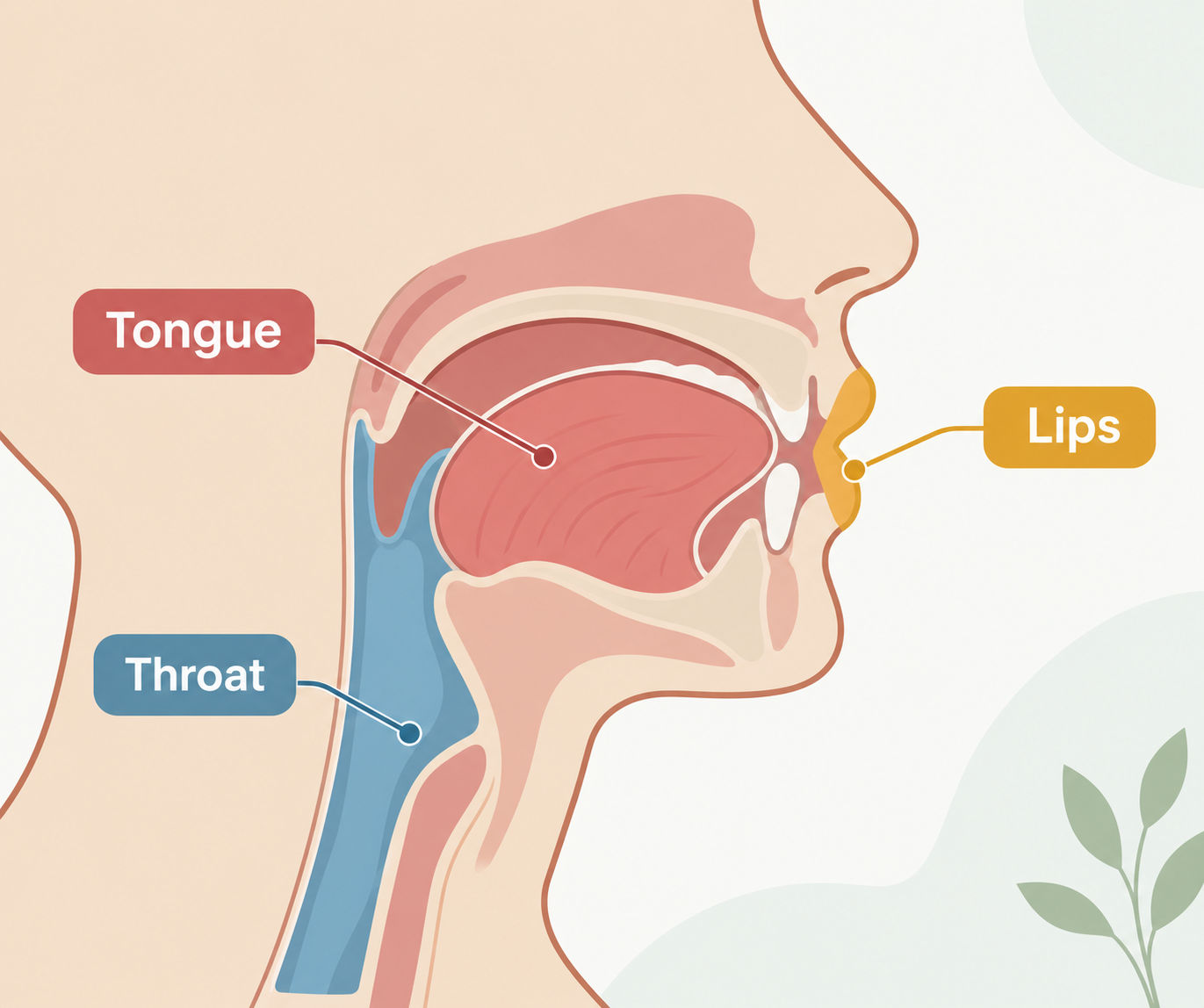 Illustration of Arabic letter articulation points for Tajweed beginners