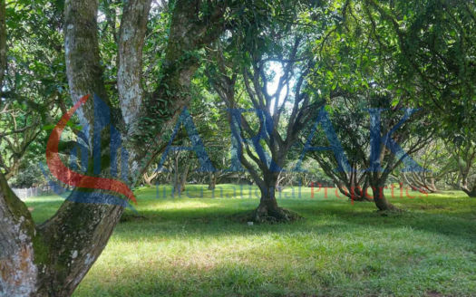 8,800 SQM Mango Farm in Sampaloc III, Dasmariñas, Cavite – Serene Agricultural Haven Ideal for Eco-Living or Future Development