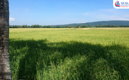 Productive Rice Farm in Calapan City, Oriental Mindoro