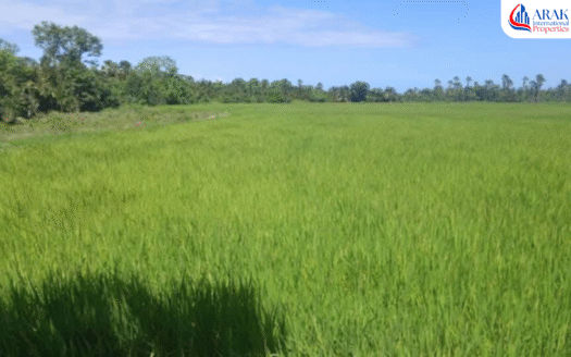 Productive Rice Farm in Calapan City, Oriental Mindoro