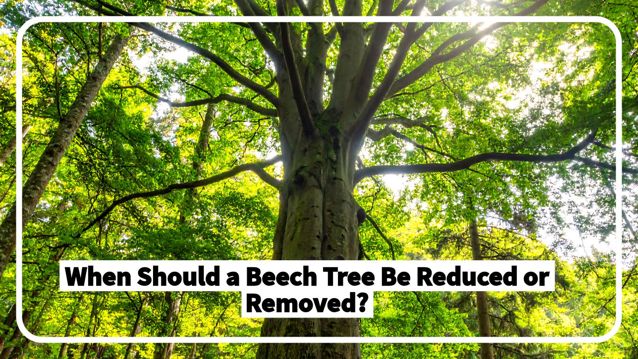 Beech tree should be reduced or removed