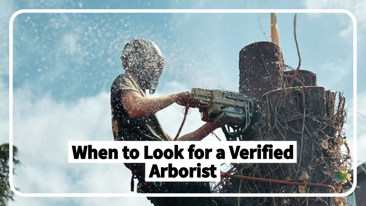 How to Find a Verified Arborist Near You Using Arbsolve