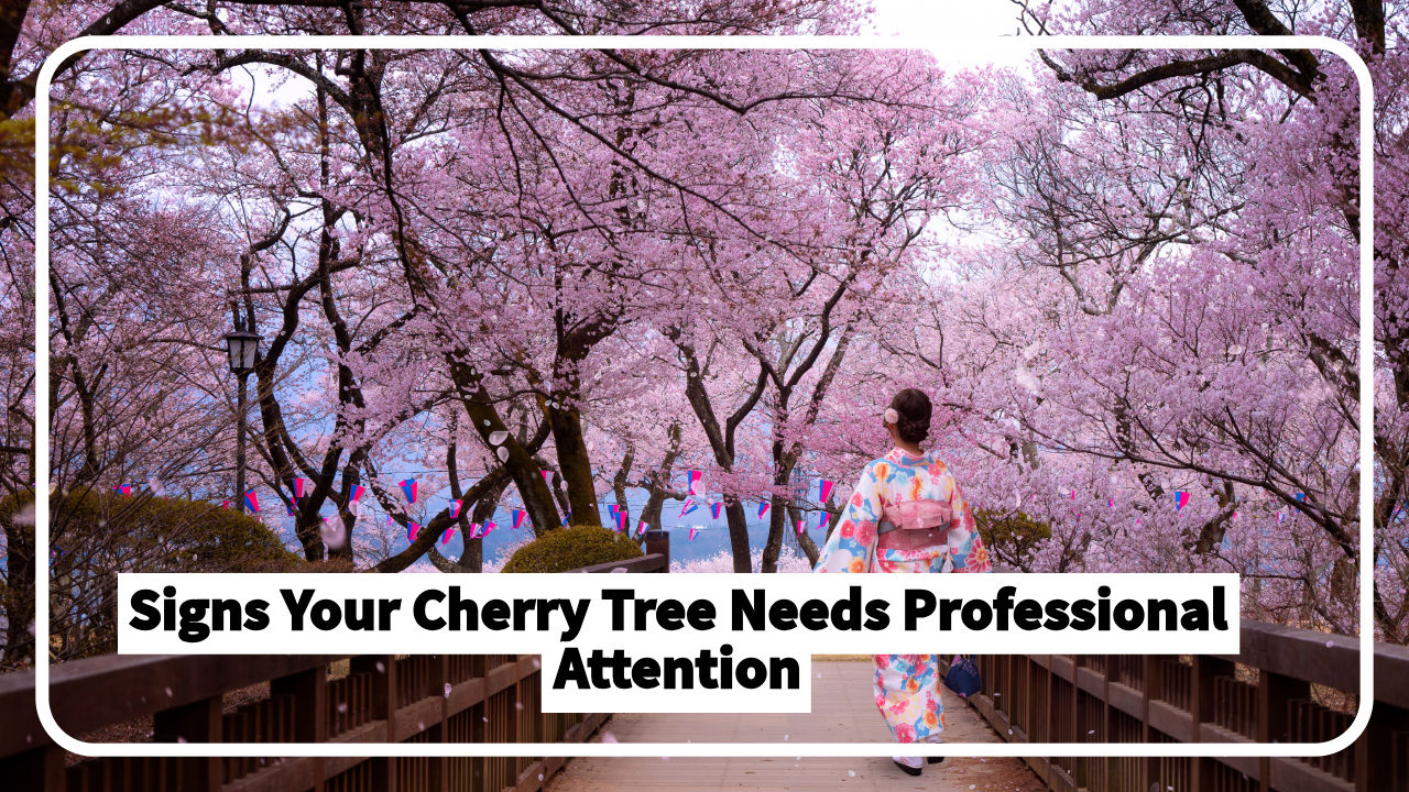 cherry tree