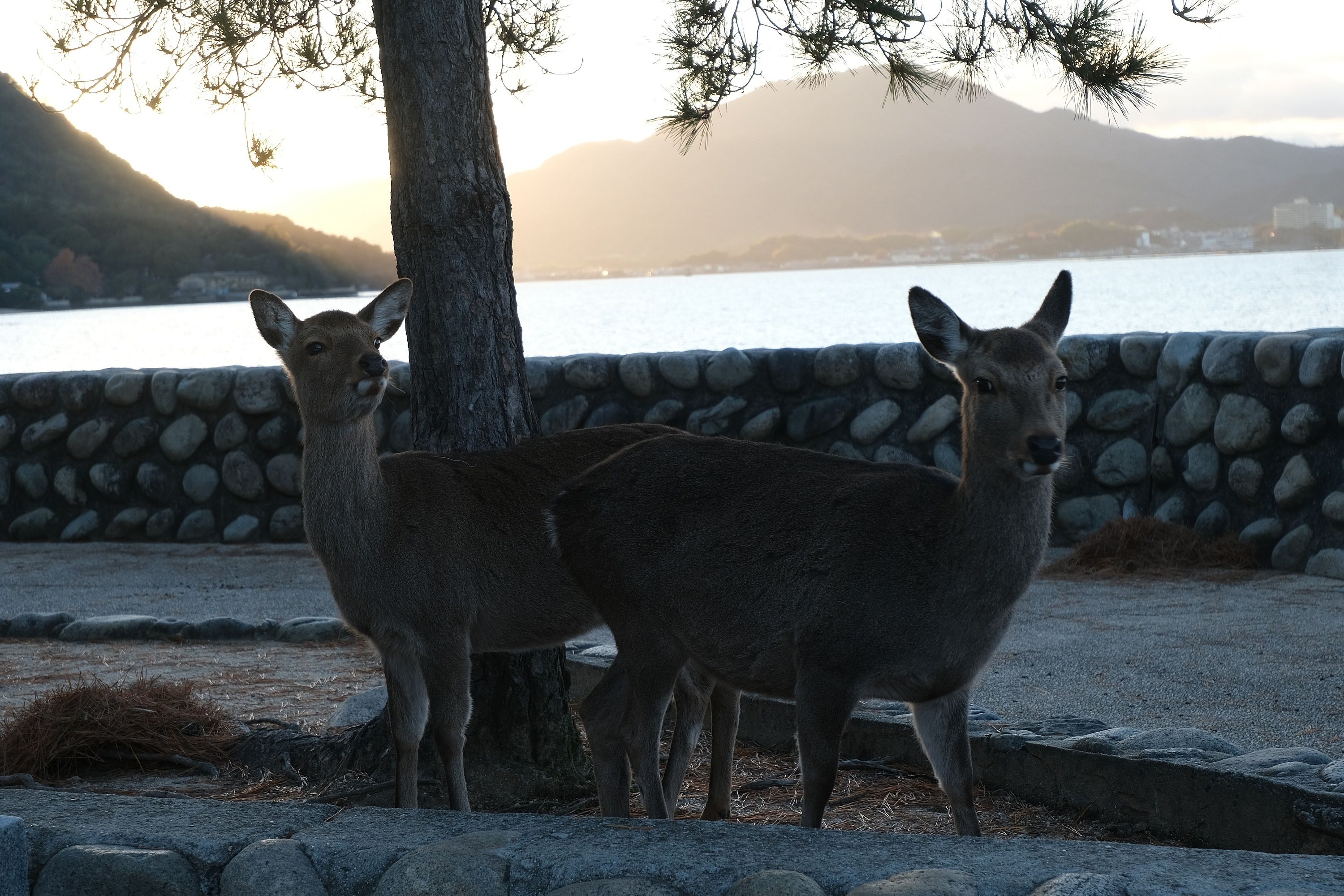 A pair of wild Sika deer