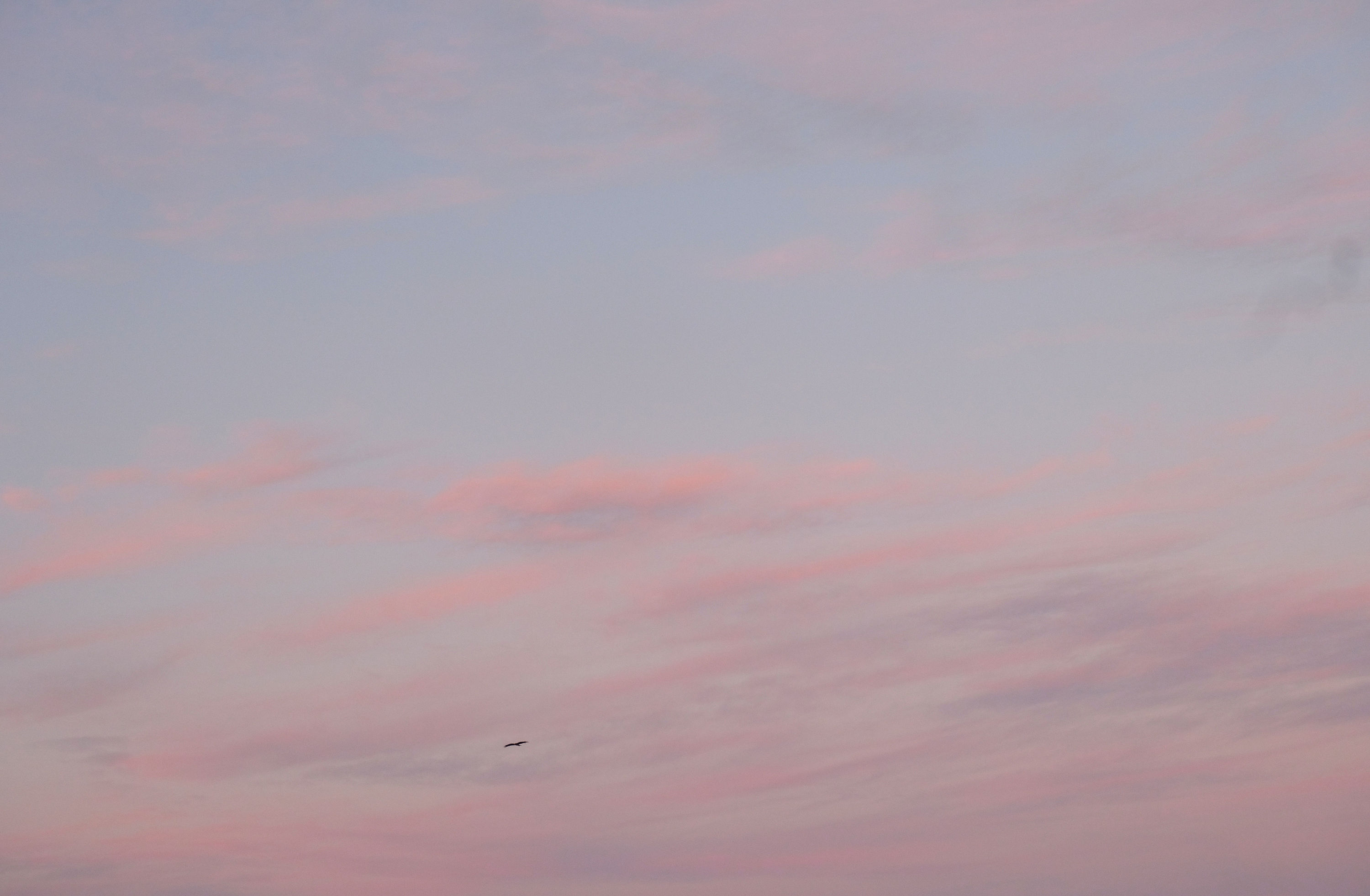 Lonely Flight