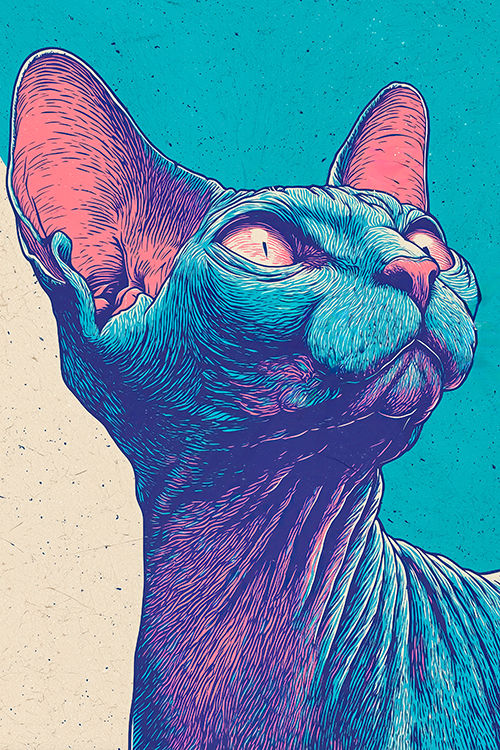 Blue Sphynx Looking Up