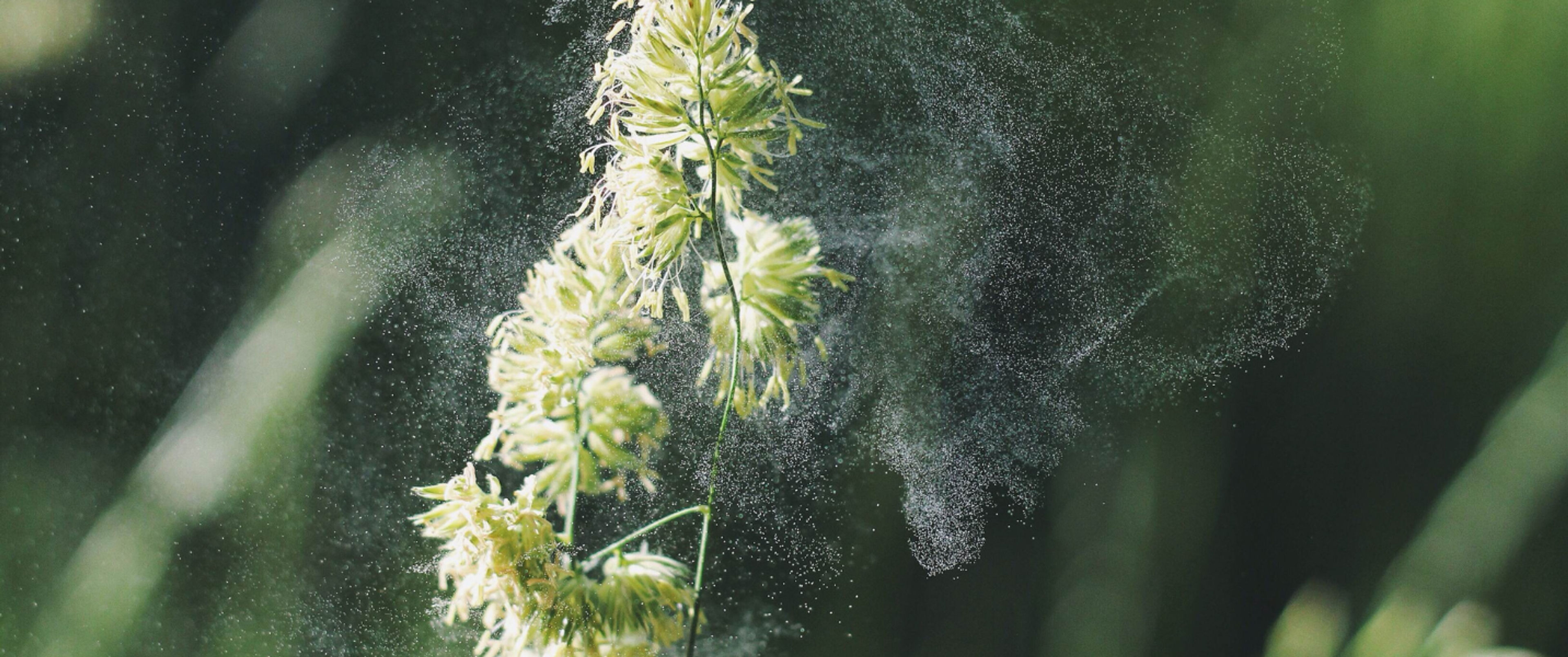 Huvudvärk och pollen