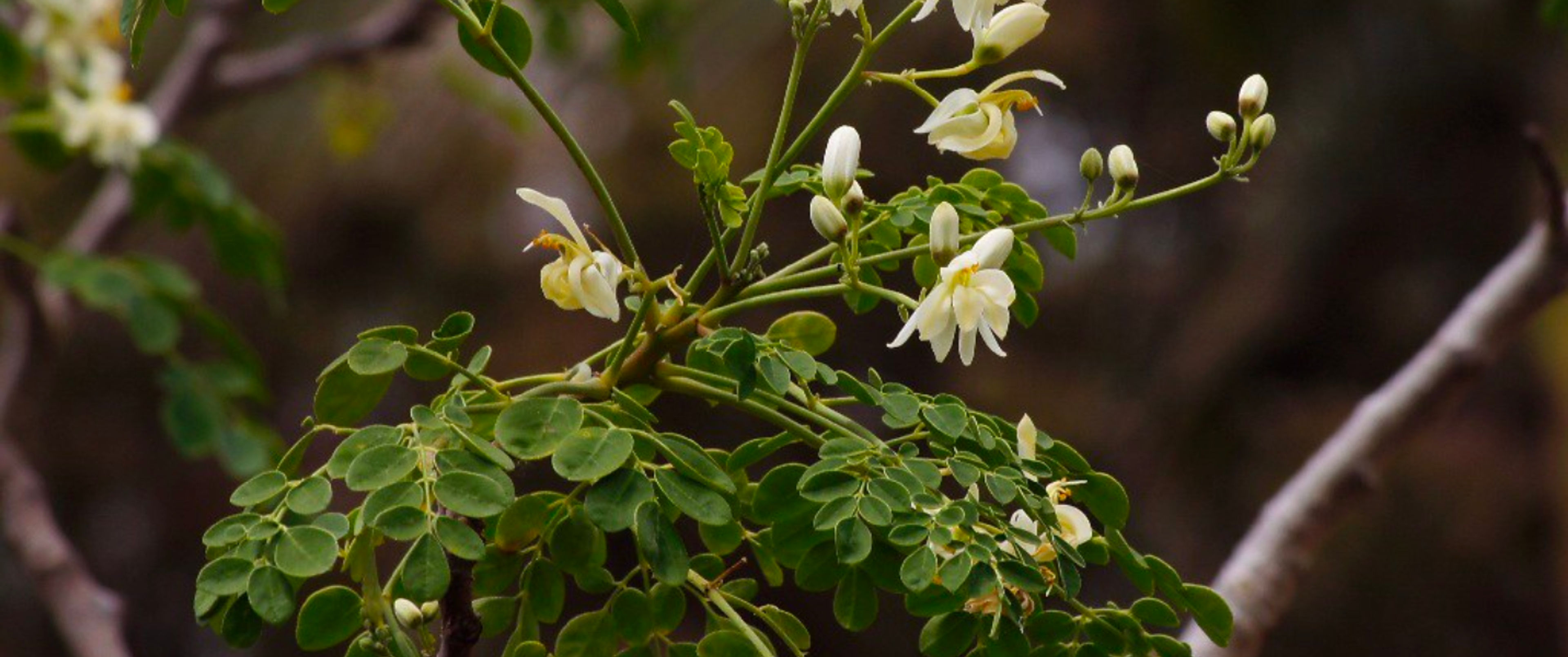 moringa