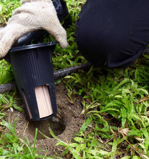 What's The Best Termite Treatment