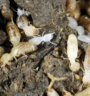 How To Find Termites In Your Home