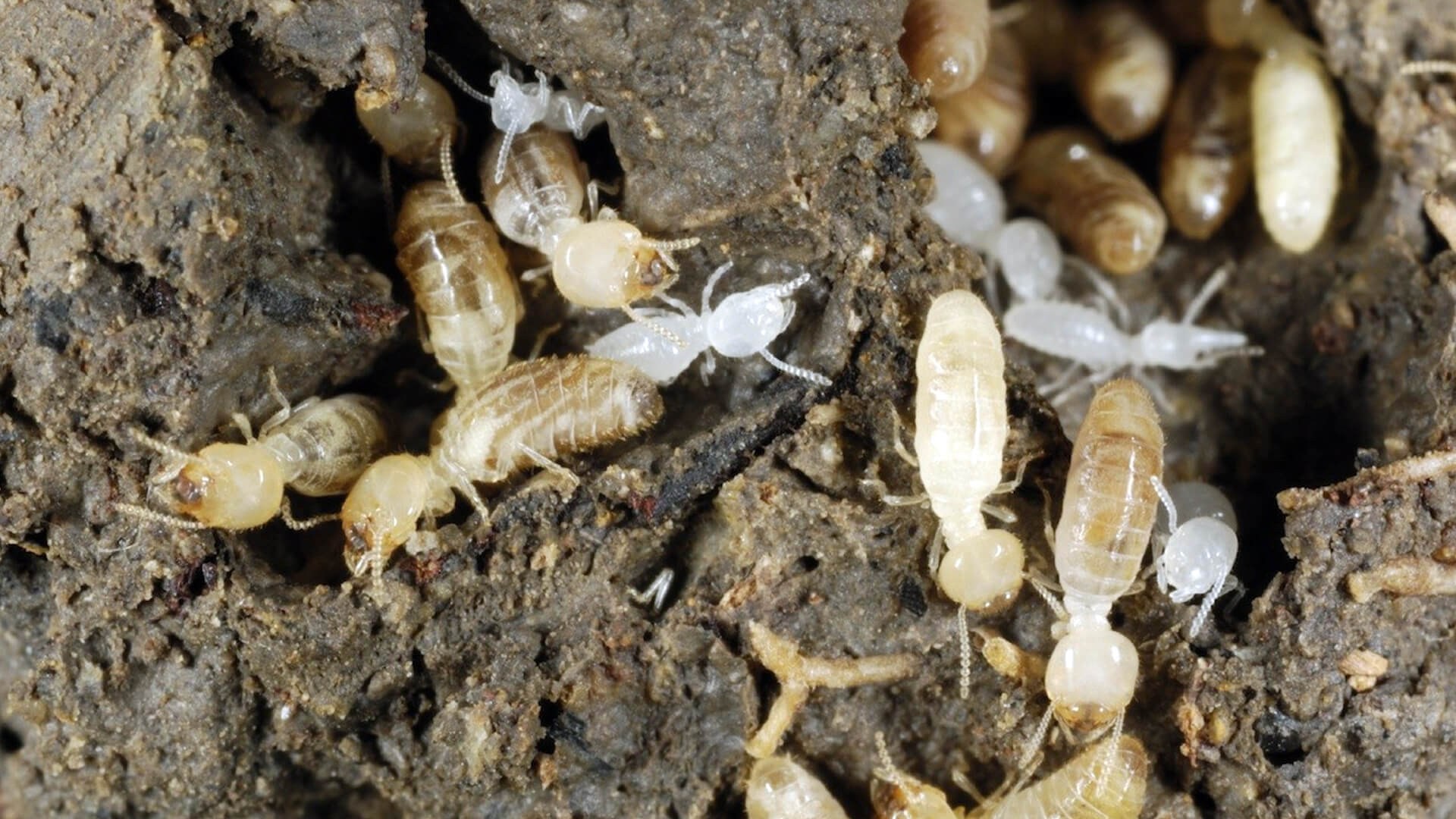 Find Termites in Home