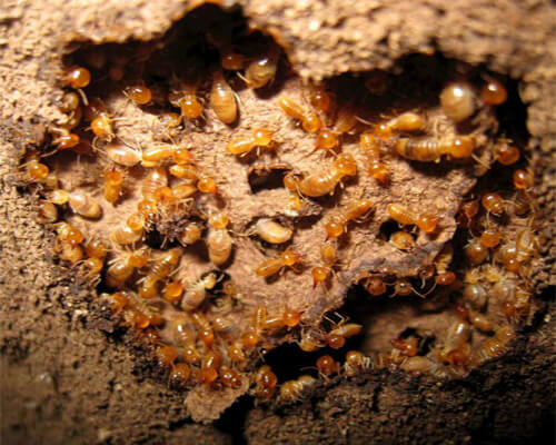 Termite Inspection Sydney