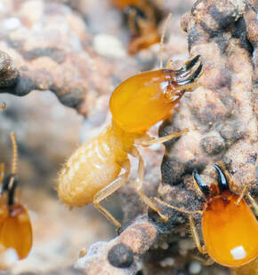 What Are Termites?