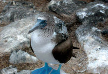 General Tours Review: The Galapagos