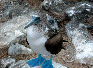 General Tours Review: The Galapagos