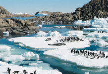 Crystal Cruise Antarctica Crystal Cruise Antarctica