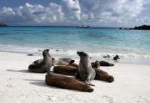Galapagos Trips
