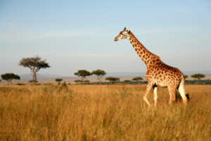 traveling to see wondrous wildlife