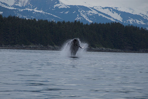 Alaska Whale Watching Tips