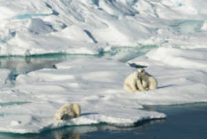 Polar bears