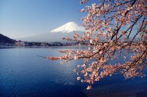 japancherryblossom