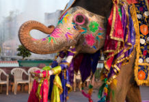 What You Need to Know About Visiting India What You Need to Know About Visiting India