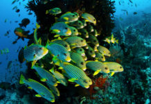 Visiting the Raja Ampat Visiting the Raja Ampat