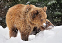 Visiting Alaska in the Winter